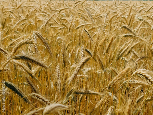 Fototapeta Dense golden wheat field with ripe ears of grain, waving under the summer sunlight. The detailed view captures the natural pattern and structure of the harvest-ready crop.