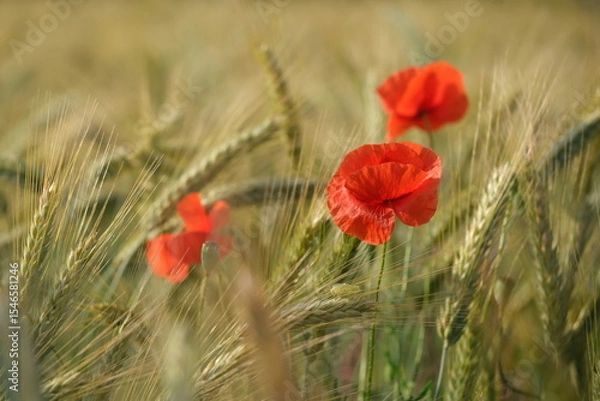 Fototapeta Klatschmohn in einem Getreidefeld