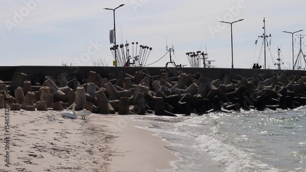 Fototapeta Two swans rest on the shore near a sea breakwater made of tetrapods. Fishing boats and equipment are visible in the background, creating a contrast between nature and industry.