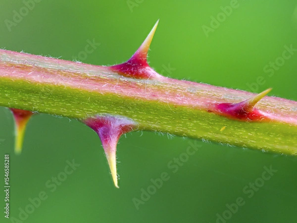 Fototapeta Closeup view of the thorns of a wild plant growing on the shores of the Zurich Lake, Switzerland