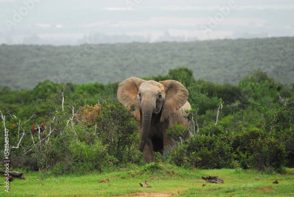 Obraz Africa-  Wildlife- Close Up of a Wild Elephant Emerging From a Flowering Thicket