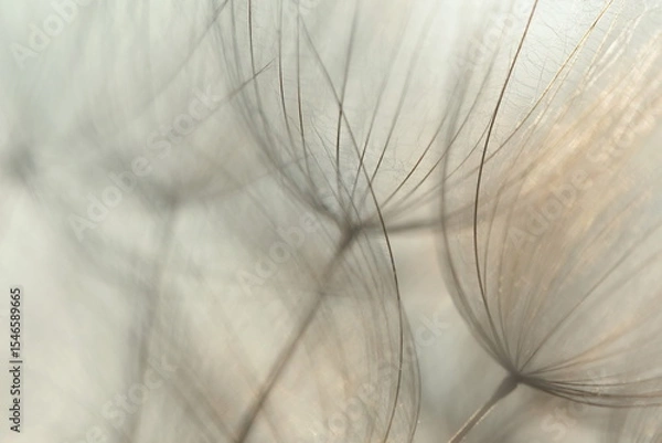 Fototapeta Schirmchen des Wiesenbocks-Bart abstrakt dargestellt