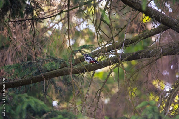 Obraz Great Spotted Woodpecker Resting on Mossy Tree Branch in Forest