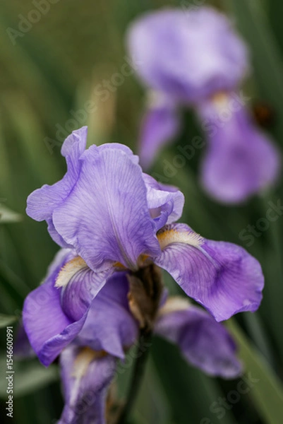 Fototapeta closeup of an Iris spuria also known as blue iris or butterfly iris 