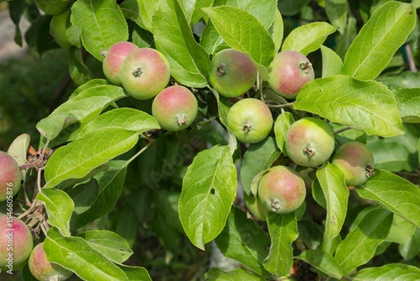 Fototapeta In a good season, you can see many young apples on an apple tree. In June, the apples are already quite large