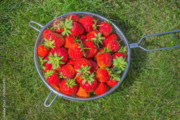 Fototapeta Strawberries picked in a sieve on a sunny lawn