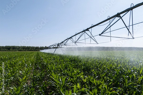Fototapeta Agricultural pivot irrigation system on a corn field