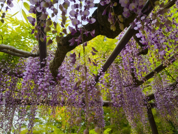 Obraz Views From Japan Nara