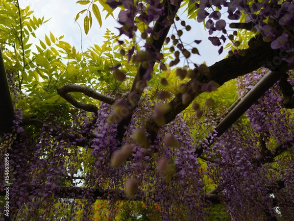 Obraz Views From Japan Nara