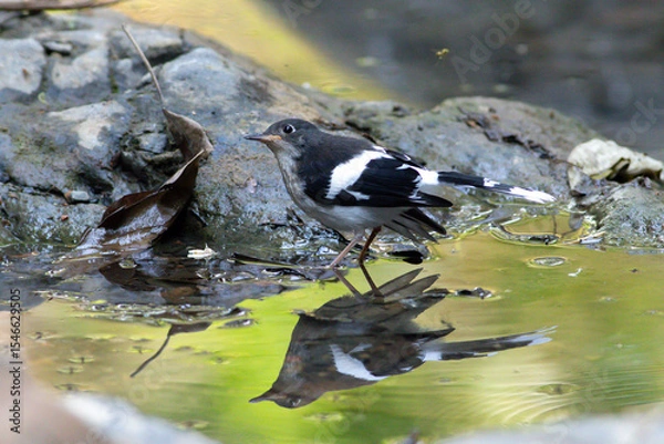 Fototapeta A Slaty-backed Forktail, known for its striking black-and-white plumage, stands alert near a stream, patiently waiting to catch insects — a graceful moment in its natural habitat.