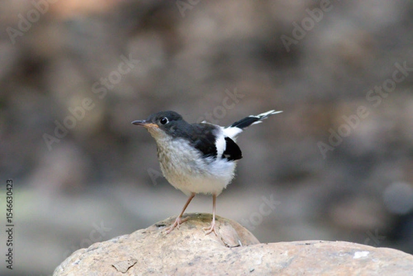 Fototapeta A Slaty-backed Forktail, known for its striking black-and-white plumage, stands alert near a stream, patiently waiting to catch insects — a graceful moment in its natural habitat.