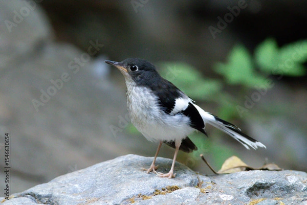 Fototapeta A Slaty-backed Forktail, known for its striking black-and-white plumage, stands alert near a stream, patiently waiting to catch insects — a graceful moment in its natural habitat.