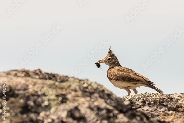 Fototapeta Crested Lark with insect in the peak.