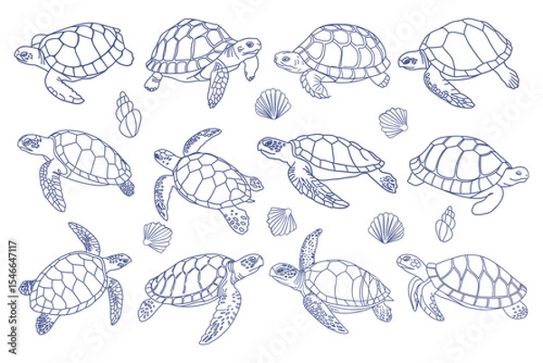 Fototapeta Collection of sea turtles and shells. Hand drawn illustration.