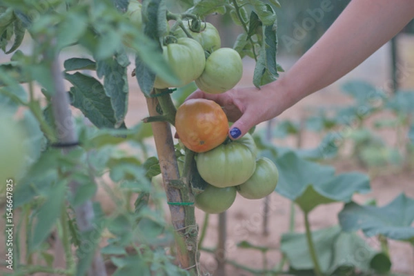 Obraz Hand picking ripe red tomatoes, surrounded by green tomatoes. A woman picks fresh vegetables in an organic garden.