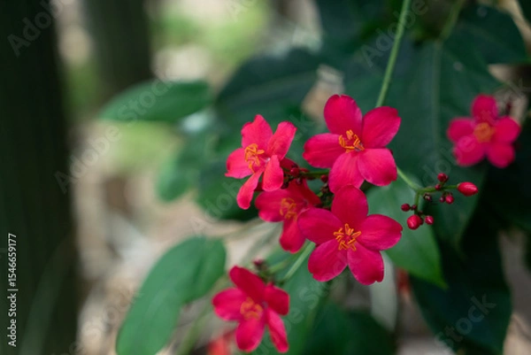 Obraz jatropha