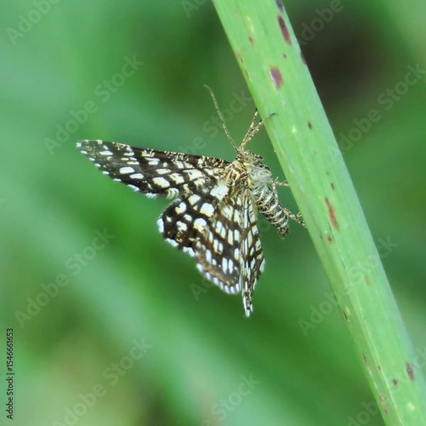Obraz butterfly on leaf
