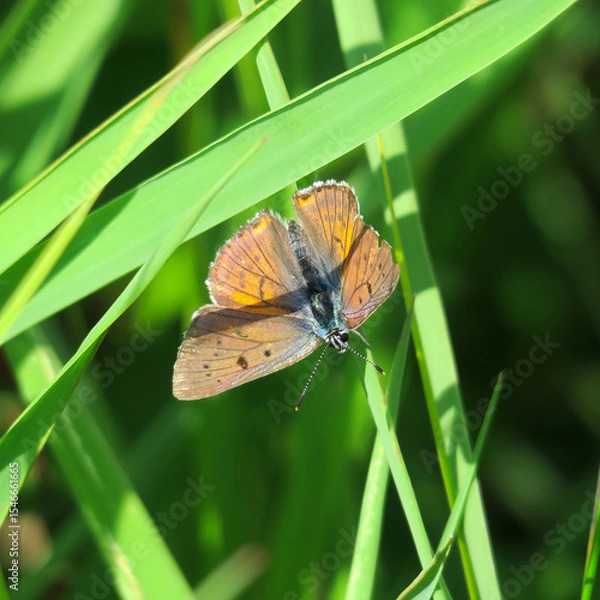 Obraz butterfly on green grass