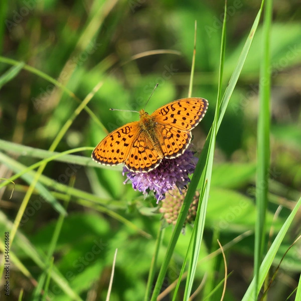 Obraz butterfly on flower