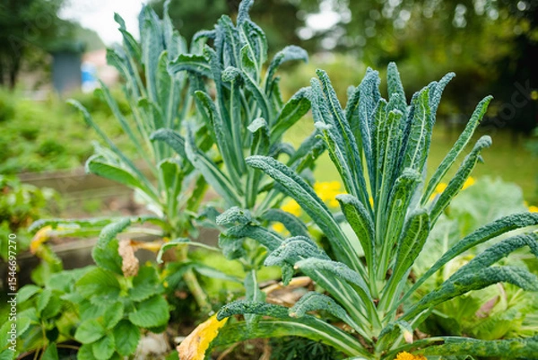 Fototapeta Green kale plants with textured leaves grow vibrantly in a lush garden bed surrounded by other leafy vegetables.