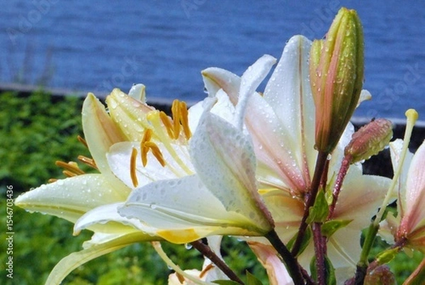 Obraz Gigli bianchi con gocce d’acqua sbocciano vicino al lago.