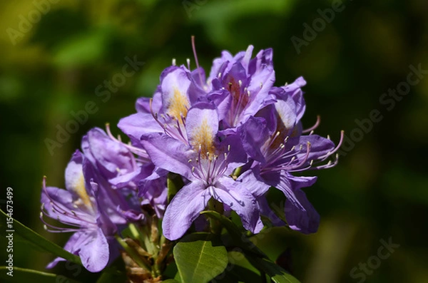 Obraz lilablühender Rhododendron