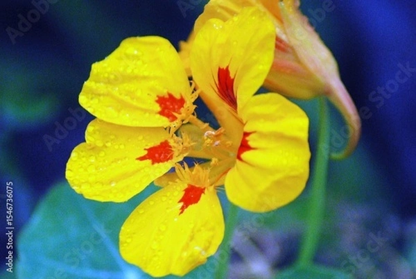 Obraz Fiore giallo acceso con macchie rosse e petali bagnati.