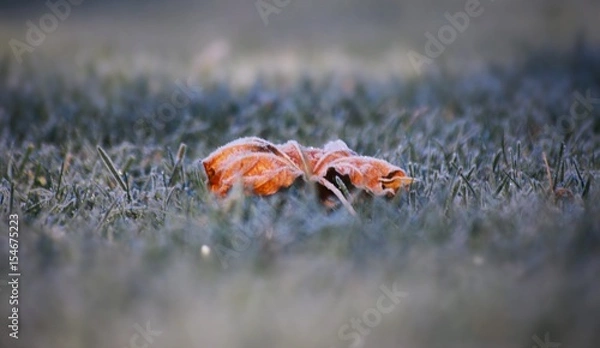 Obraz Leaf in frost
