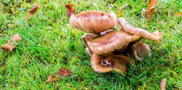 Obraz Cluster of grass mushrooms
