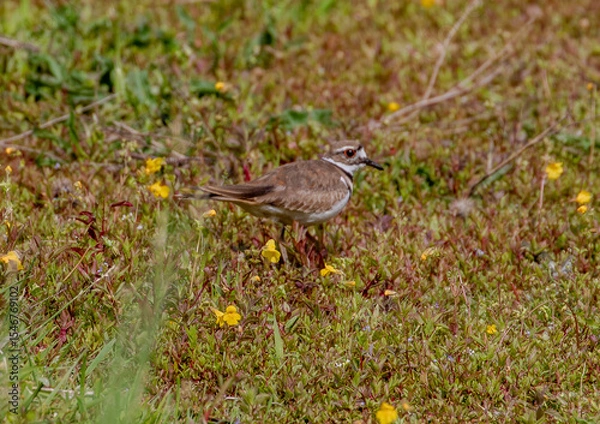 Obraz Killdeer