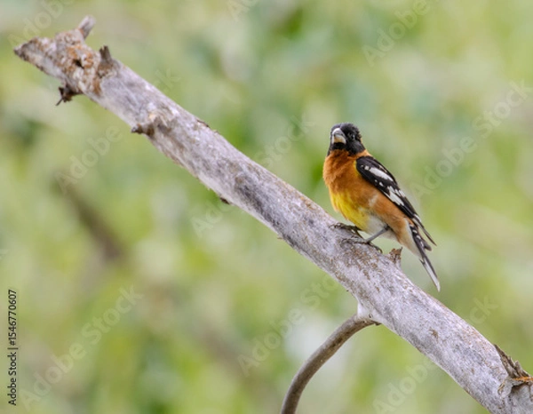 Obraz Black-headed grosbeak
