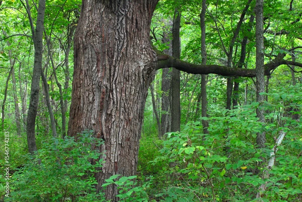 Obraz Illinois Forest Background