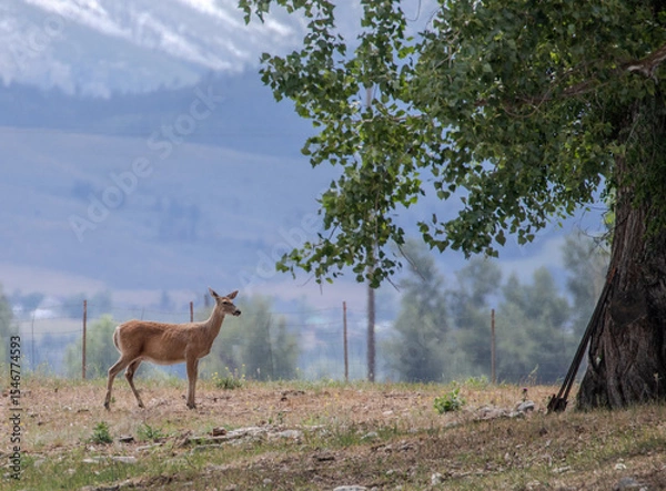 Obraz Deer in landscape