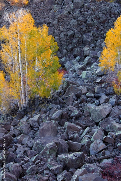 Obraz Aspens grow amongst boulders at Lava Point of Zion National Park Utah