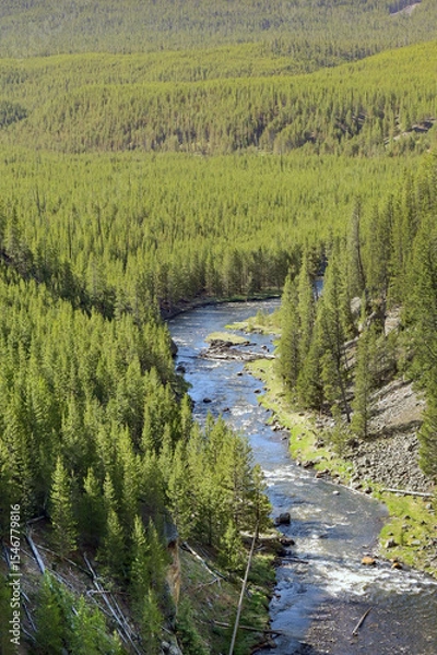 Obraz Scenic landscape view of the Gibbon River running through forest in Yellowstone National Park. No people.