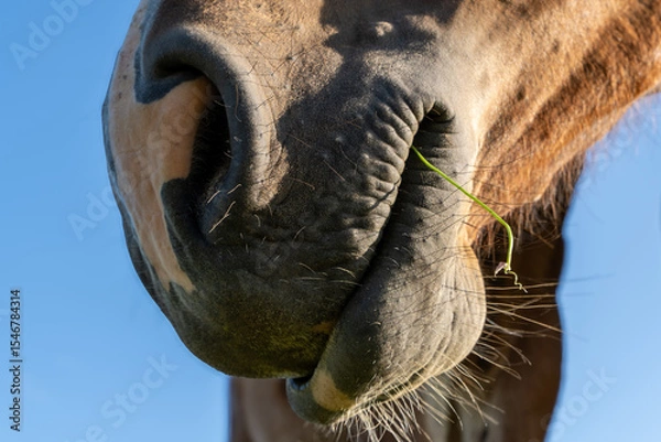 Fototapeta Macro Close-Up of Horse Muzzle with Whiskers and Grass Piece in Sunny Blue Sky Backdrop