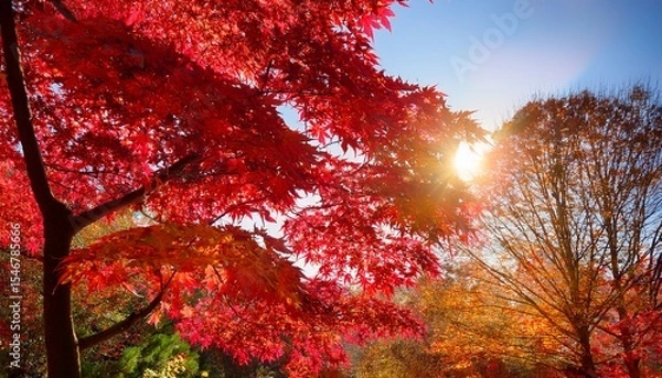 Fototapeta close up crimson leaves texture of royal red norway maple tree red beautiful sunny autumn day with rays of sun shining on the of fall season acer platanoides crimson sentry autumn background