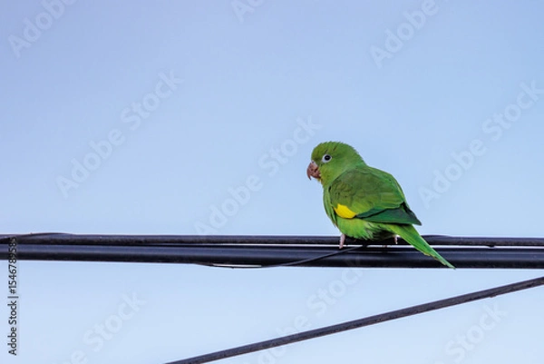 Obraz Yellow chevroned Parakeet (Brotogeris chiriri) perched on a power line with a blue sky in the background.