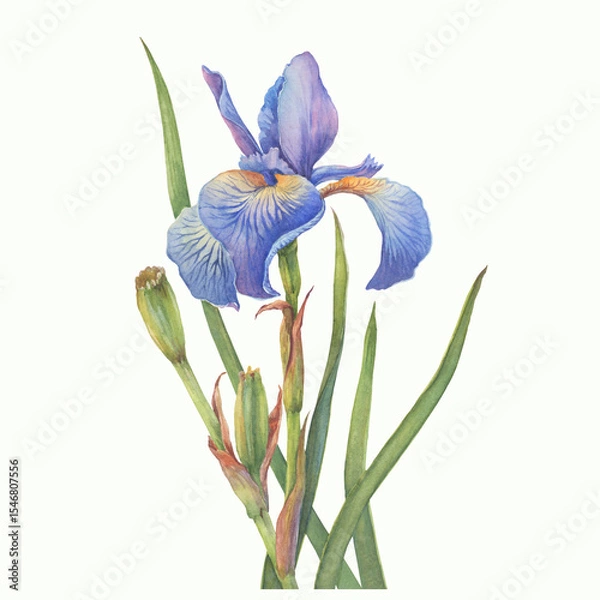 Fototapeta Leaves and stem with flower of blue Iris sibirica (Siberian iris or Siberian flag). Watercolor hand drawn illustration isolated on white background