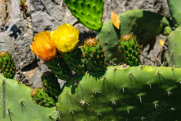Obraz Close-up of vibrant blooming cactus flowers