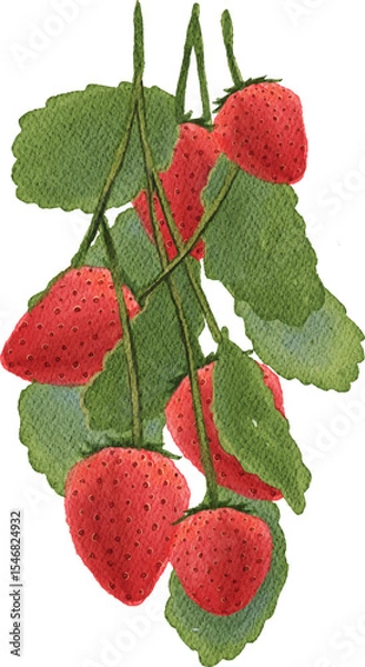 Fototapeta watercolor fresh red strawberry fruits illustration