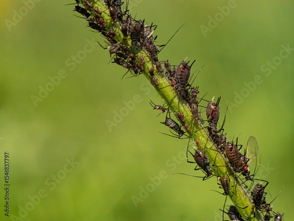 Obraz Macro close-up of aphid infestation on plant stem with green background. Harmful garden and agricultural pest insects