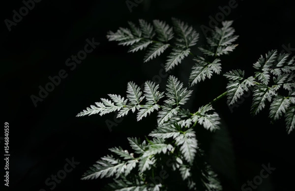 Fototapeta Close-up of green leaves gently peeking out from the dark background. The leaves glow softly.