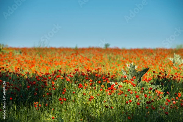Obraz Poppy flowering