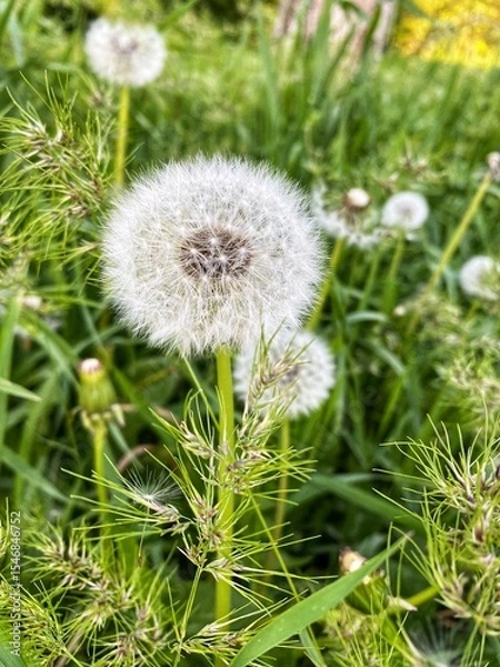 Obraz Fluffy white dandelion in green grass