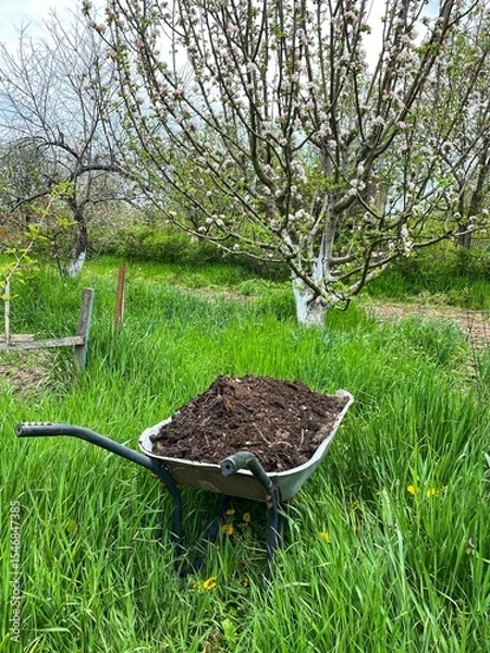 Obraz A wheelbarrow with manure stands in the green grass in the garden