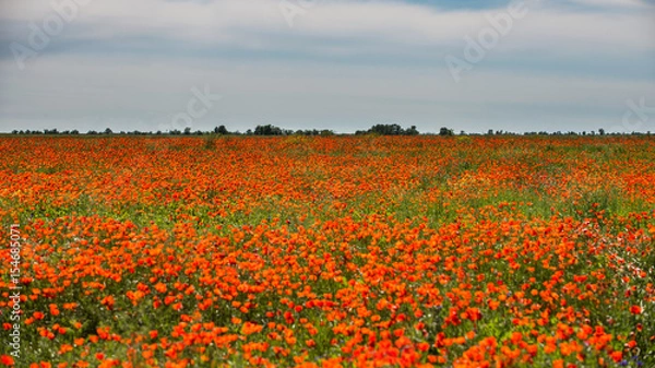 Obraz Poppy flowering