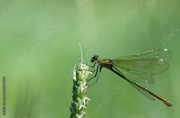 Fototapeta Close-up of a female damselfly (Calopteryx) seeking support on an ear of grain. The background is light and green. There is space for text.