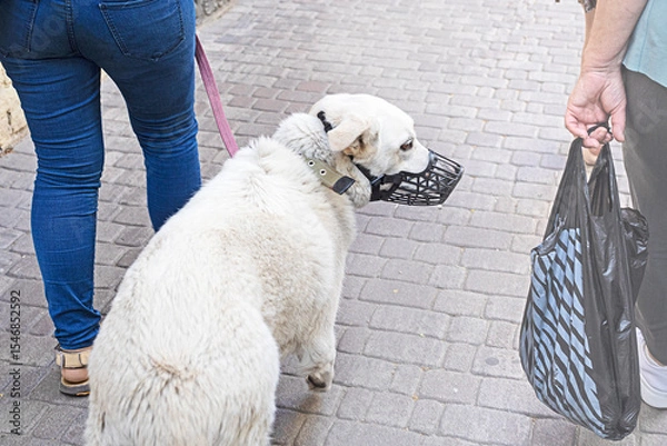 Obraz pet dog labrador in a muzzle. Rules for walking dogs in the city