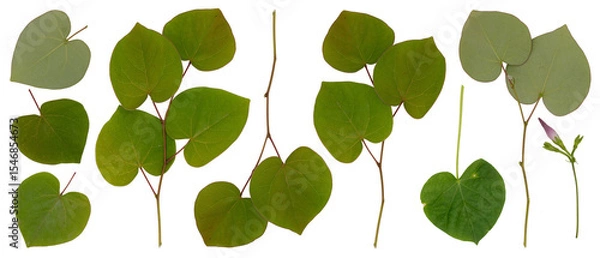Obraz png set of heart shaped green leaves and twigs of Cercis siliquastrum, cersis canadensis or Judas tree close up isolated on transparent background